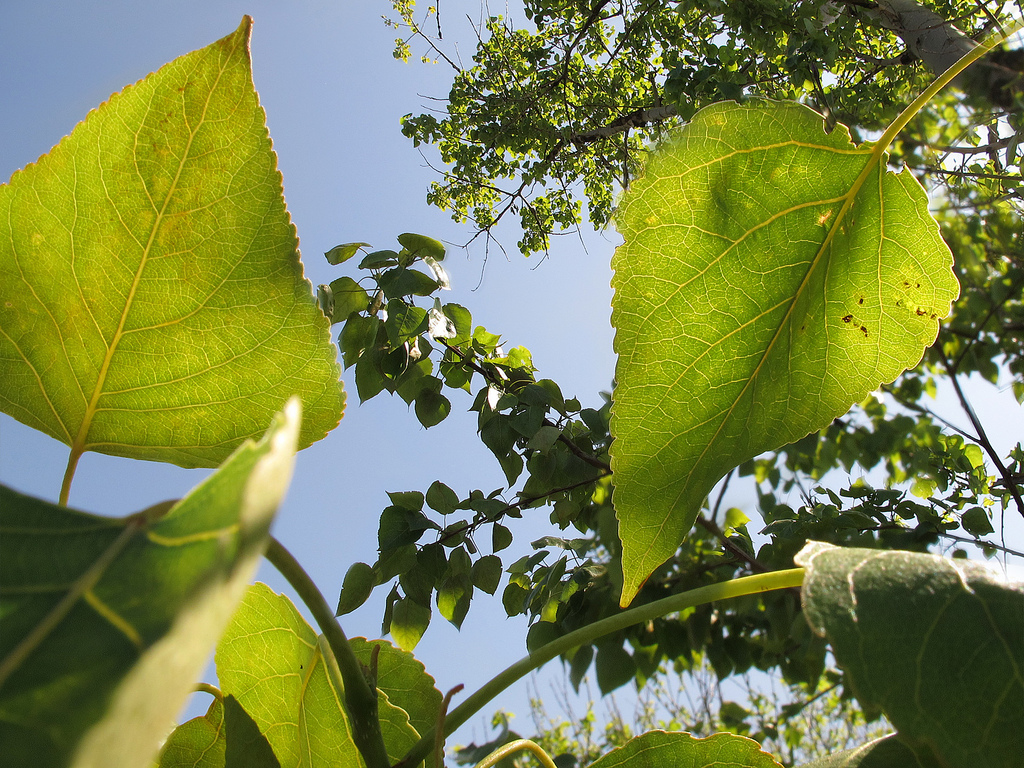 تبریزی سیاه